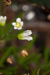 Appalachian stitchwort